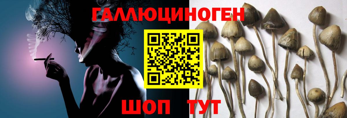 Псилоцибиновые грибы прущие грибы Боровичи